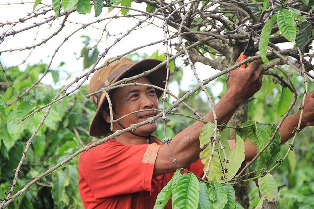 Nông sản 'ngấm đòn' biến đổi khí hậu- Ảnh 2.