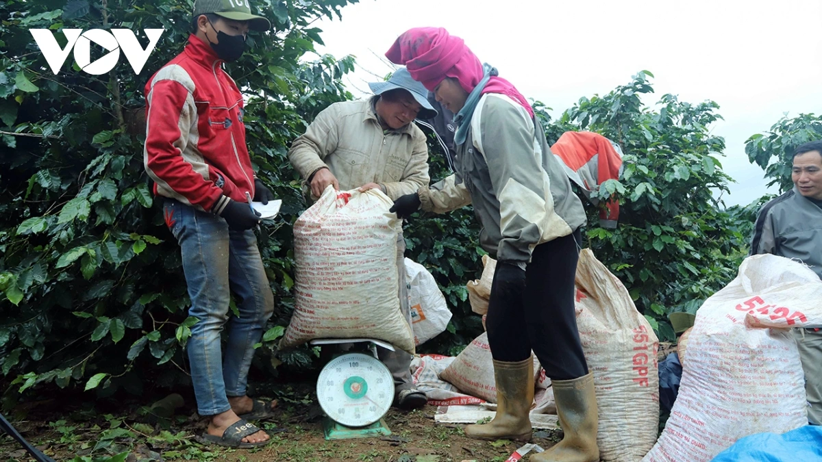 ca phe son la dat gia cao ky luc hinh anh 1