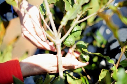 dành 22.000 tỷ đồng trồng cây mắc ca