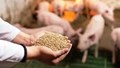 Việt Nam đang nỗ lực giảm bớt sự phụ thuộc vào nguồn nguyên liệu nhập khẩu thức ăn chăn nuôi