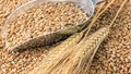 Nhu cầu tiêu thụ lúa mỳ trong nước phục hồi và tăng trưởng mạnh