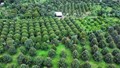 Đơn giản hóa thủ tục hành chính về mã số vùng trồng, mã số cơ sở đóng gói