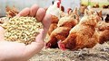 Diễn biến thị trường xuất nhập khẩu thức ăn gia súc và nguyên liệu trong nước