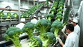 Nhật Bản bổ sung bông cải xanh vào danh mục rau thiết yếu sau 52 năm