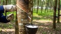 Xuất khẩu cao su đối diện sức ép từ giá và quy định môi trường