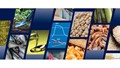 FAO: Sản lượng các loại cây lương thực chủ chốt toàn cầu trên đà lập kỷ lục mới