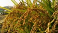 USDA dự báo sản lượng gạo thế giới năm 2022/23 giảm lần đầu tiên trong vòng 7 năm