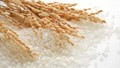 Xuất khẩu gạo của Ấn Độ sẽ giảm, của Thái Lan sẽ tăng
