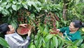 Giá cà phê lập đỉnh, doanh nghiệp đua nhau mở nhà máy chế biến