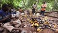 Giá cacao thế giới giảm chóng mặt