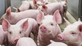 Giá heo hơi có thể tăng lên 70.000 đồng/kg thời điểm gần Tết?