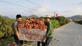 Vải thiều Bắc Ninh 2026: Mất mùa, được giá cao