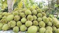 Siết chất lượng từ vùng trồng để giữ thị trường cho nông sản xuất khẩu