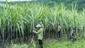 Bộ Công Thương gia hạn áp dụng biện pháp chống bán phá giá và chống trợ cấp với đường mía Thái Lan