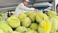 14/7: Sắp diễn ra Hội thảo Sầu riêng châu Á lần thứ 2