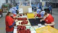 Hàng xuất khẩu đón thời cơ từ khu vực EFTA