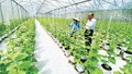 Nâng tầm nông sản Việt: Doanh nghiệp cần thêm lực đẩy
