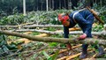 Xúc tiến thương mại mở đường cho gỗ và thủ công mỹ nghệ Việt Nam