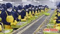 Xuất khẩu sang EU: Bao bì trở thành bài toán mới