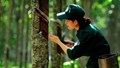 Ngày 2/10: Giá cao su trên các sàn giao dịch chủ chốt tại châu Á đồng loạt tăng mạnh