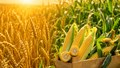 Diễn biến giá nông sản thế giới hôm nay 18/6/2026