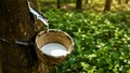 TT cao su châu Á ngày 01/7: Nguồn cung dồi dào gây áp lực lên giá kỳ hạn