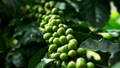 TT cà phê ngày 28/5: Hoạt động thu hoạch tại Brazil đang diễn ra khá chậm chạp