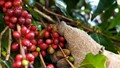 Xây dựng hệ tiêu chuẩn chất lượng nâng cao sức cạnh tranh cà-phê Robusta Việt Nam trên toàn cầu