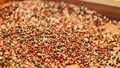 TT hạt tiêu ngày 10/9: Nguồn cung tiêu trong nước đang thắt chặt