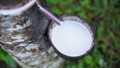 TT cao su châu Á ngày 30/5: Giá tại Nhật Bản hướng đến tuần giảm đầu tiên trong 5 tuần