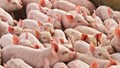 Giá heo hơi ngày 25/6/2025: Chững giá trên toàn quốc