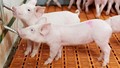 Giá heo hơi ngày 4/7/2025: Hạ giá tại miền Trung và miền Nam, giao dịch ở mức 65.000-70.000 đồng/kg 