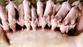 Giá heo hơi ngày 24/6/2025: Giảm nhẹ tại miền Trung và miền Nam
