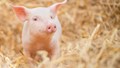 Giá heo hơi hôm nay 13/5: Sơn La và Thanh Hoá tăng nhẹ 1.000 đồng/kg