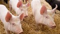 Giá heo hơi hôm nay 12/5: Biến động trái chiều, 71.000 đồng/kg vẫn là mức giao dịch cao nhất