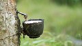 Giá cao su châu Á ngày 05/6 tăng phiên thứ ba liên tiếp