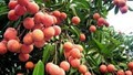 Đẩy mạnh xúc tiến thương mại các mặt hàng quả vải và nhãn