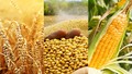 Lúa mì hướng tới mức tăng hàng tuần lớn nhất kể từ tháng 6/2023