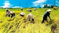 Thị trường lúa gạo ngày 20/2/2024 tiếp đà giảm 100-200 đồng/kg