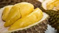 Sầu riêng loạn giá, xuất khẩu giảm sâu