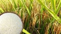 TT lúa gạo hôm nay 6/5: Gạo nguyên liệu bật tăng, giao dịch chậm