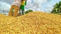 TT lúa gạo hôm nay 23/5: Lúa tươi giảm nhẹ, thị trường giao dịch chậm