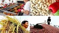 Chủ động triển khai các biện pháp bảo đảm sản xuất, chế biến, tiêu thụ và xuất khẩu nông sản