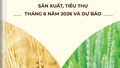 THÔNG TIN MẶT HÀNG GẠO – SẢN XUẤT, TIÊU THỤ THÁNG 06 NĂM 2026 VÀ DỰ BÁO