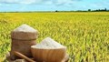 Thị trường lúa gạo ngày 31/7: Gạo nguyên liệu giữ đà tăng nhẹ, thị trường giao dịch ổn định