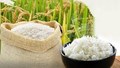 TT lúa gạo ngày 19/8: Lúa giữ giá, gạo nguyên liệu xuất khẩu tăng