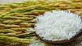 Giá lúa gạo ngày 21/8: Lúa tươi biến động trái chiều, gạo xuất khẩu đi ngang