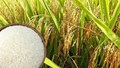 Thị trường lúa gạo ngày 10/9: Giá lúa gạo ổn định, Philippines hỗ trợ nhập khẩu