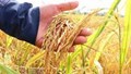 Thị trường lúa gạo ngày 21/9: Giá lúa chững lại, gạo nguyên liệu giữ giá
