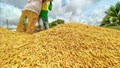 Giá lúa gạo hôm nay 24/9: Gạo nguyên liệu xuất khẩu đảo chiều tăng, lúa ổn định